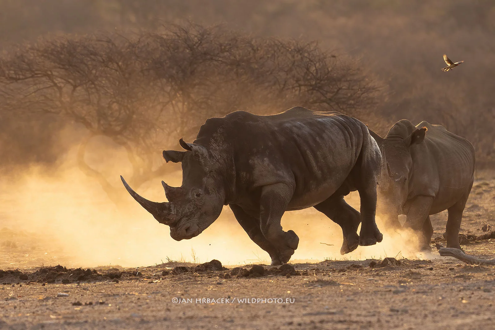 Khama Rhino Sanctuary, Botswana